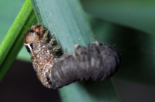 Xanthia ocellaris