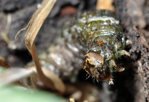 Allophyes oxyacanthae