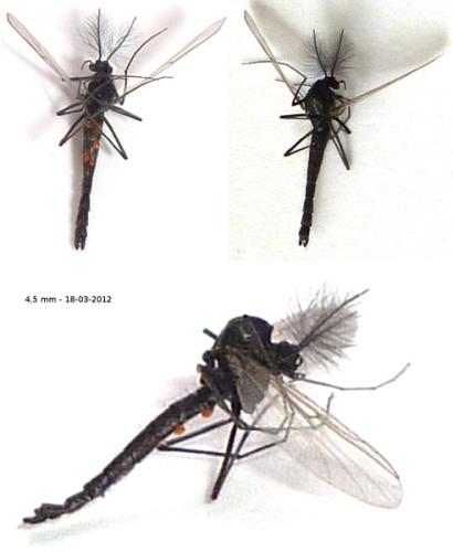 Réf. 82 782 : Orthocladiinae inconnu