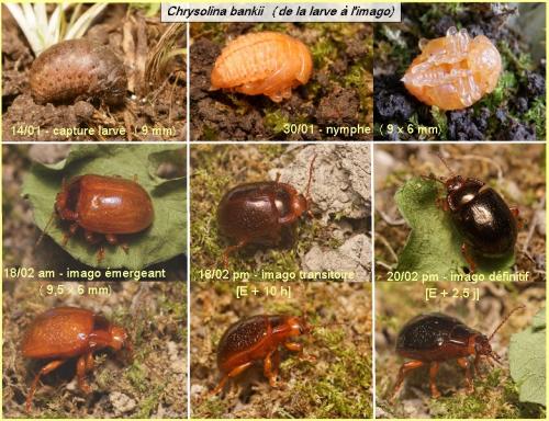 Réf. 82 202 : Chrysolina bankii