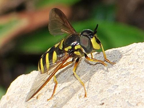Réf. 82 952 : Chrysotoxum intermedium