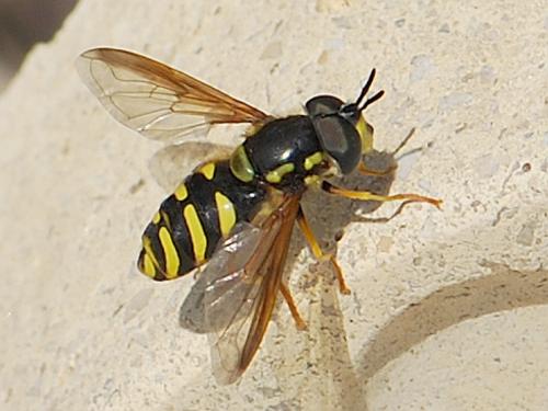 Réf. 82 953 : Chrysotoxum intermedium