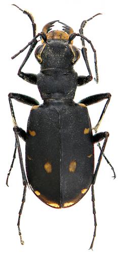 Réf. 82 865 : Cicindela campestris