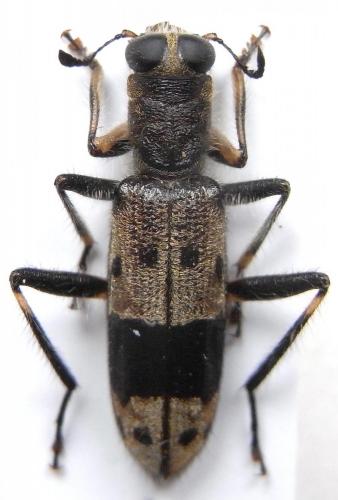 Omadius mediofasciatus