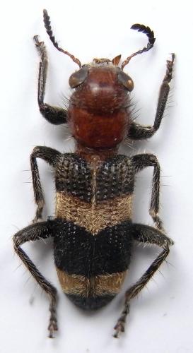 Tillicera bibalteata