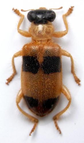 Callimerus latesignatus