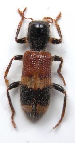 Xenorthrius hoerrmanni