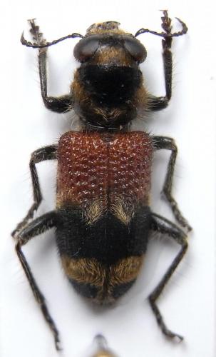Réf. 82 568 : Clerus thanasimoides