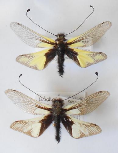 Libelloides coccajus
