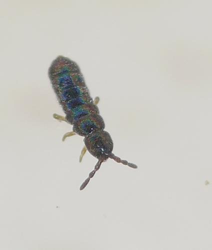 Vertagopus arboreus