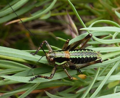 Réf. 82 162 : Antaxius sp.