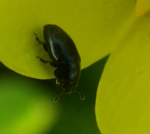 Meligethinae