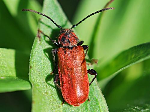 Pyrrhidium sanguineum
