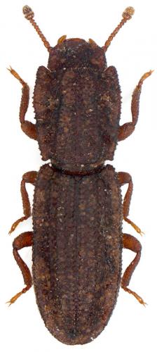 Langelandia anophtalma