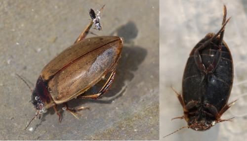 Colymbetes fuscus