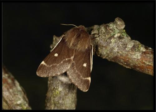 Réf. 82 422 : Eriogaster lanestris