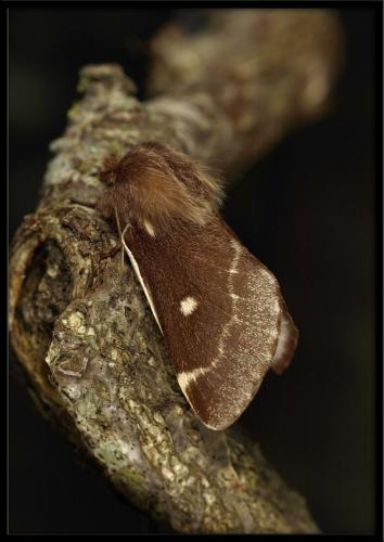 Réf. 82 423 : Eriogaster lanestris