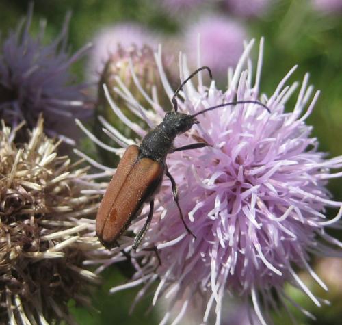 Anastrangalia dubia