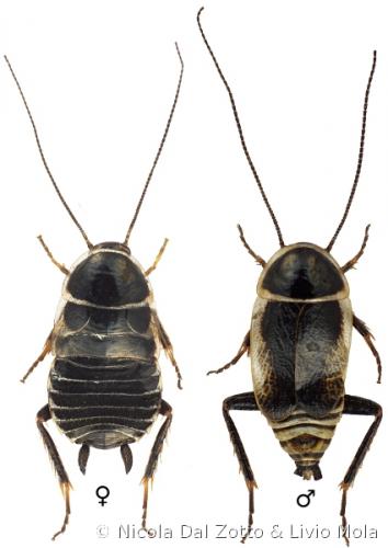 Phyllodromica brevipennis