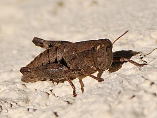 Pezotettix giornae
