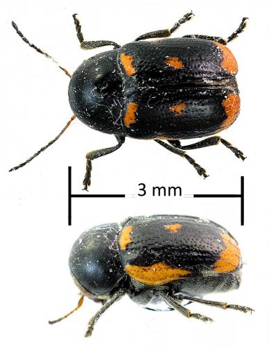 Cryptocephalus sexpustulatus