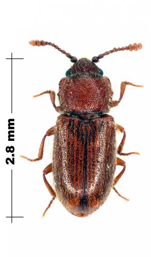 Cryptophagus sp.