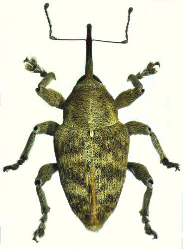 Curculio venosus