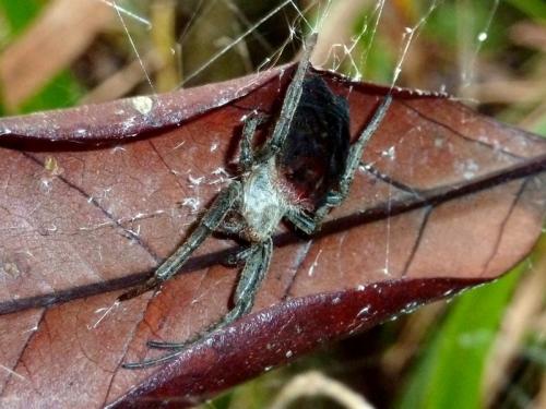 Cyrtophora citricola