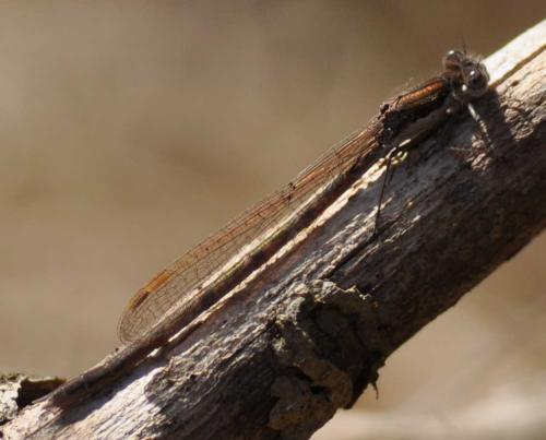 Réf. 82 232 : Sympecma fusca