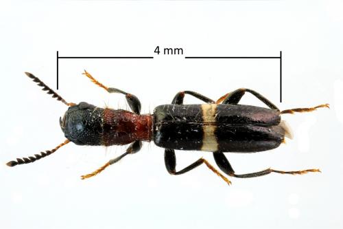 Denops albofasciatus