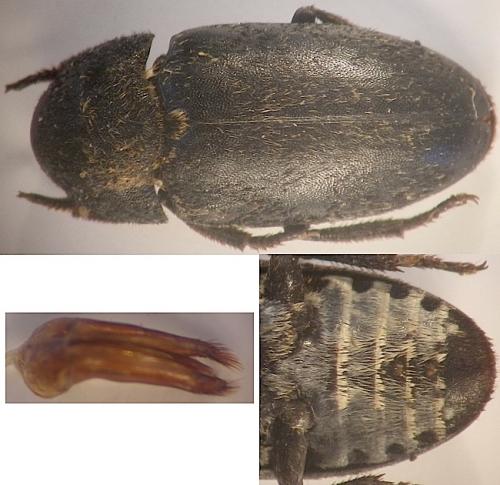Dermestes sardous