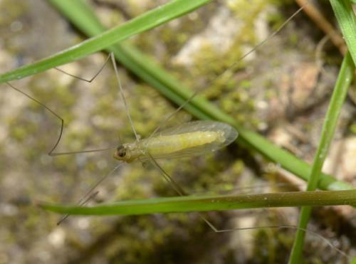 Dicranomyia sp.