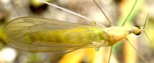 Réf. 82 946 : Dicranomyia sp.