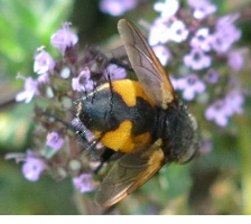 Nowickia sp.