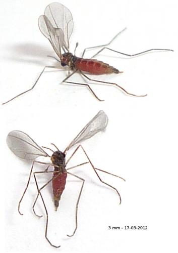 Réf. 82 727 : Cecidomyiinae inconnu