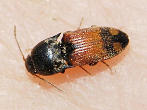 Réf. 82 614 : Drasterius bimaculatus