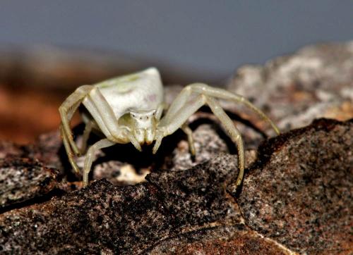 Réf. 82 254 : Thomisus sp.