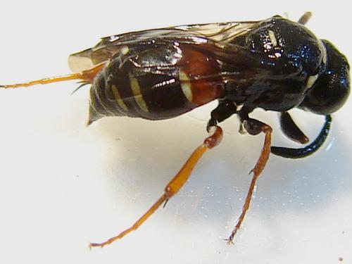 Nysson maculosus