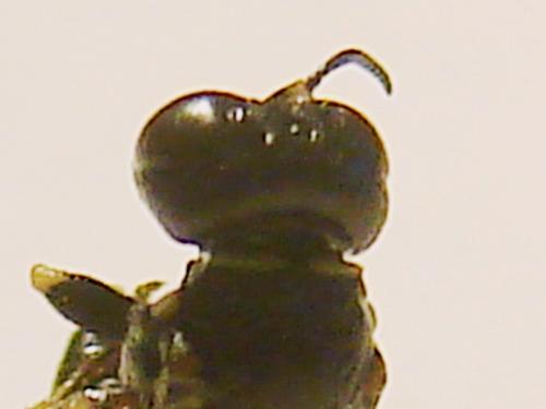 Lindenius albilabris