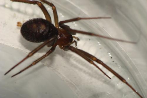 Steatoda grossa