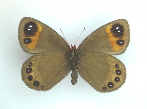 Erebia lefebvrei