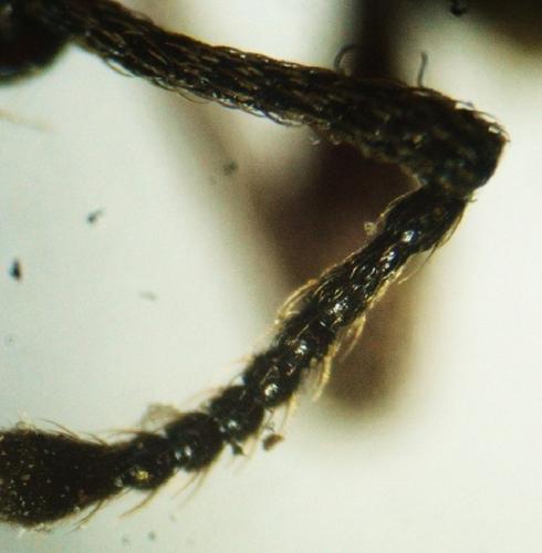 Réf. 82 013 : Otiorhynchus sp.