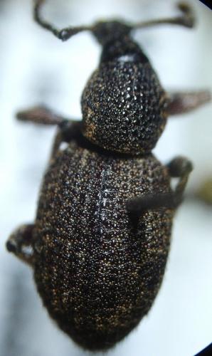 Otiorhynchus sp.