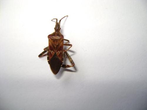 Leptoglossus occidentalis
