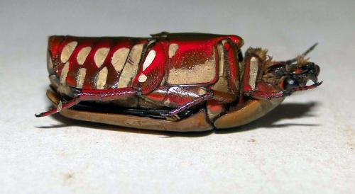 Marmylida marginella