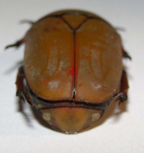 Marmylida marginella