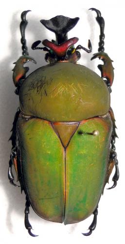 Compsocephalus dohertyi