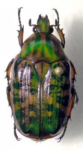 Apocnosis jeanneli