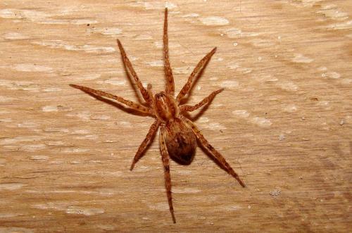 Réf. 82 036 : Anyphaena accentuata