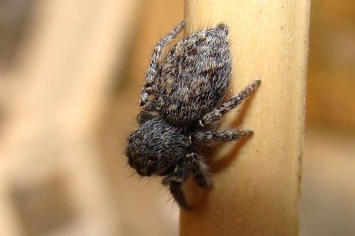 Philaeus chrysops